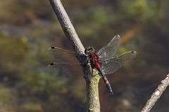 David Plant Photography - Wildlife Photography - White-faced darter - B